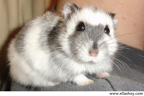 hamster mascota